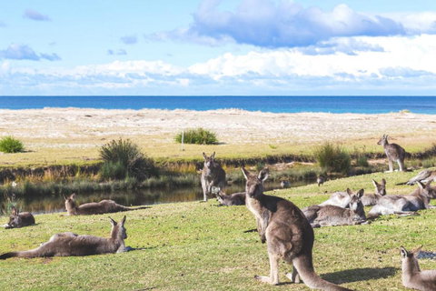 Retro Beach Cottage 681 Murramarang Rd - Accommodation QLD 1