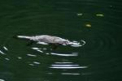 Kaalba - Accommodation QLD 0