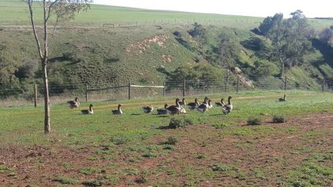 The Cottage At Riverside Farm - Accommodation QLD 6