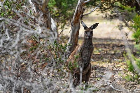 Sandpiper Aldinga Beach - Accommodation QLD 3