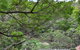 ALAN1 Leafy Tranquil Home - thumb 3