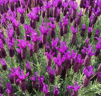 The Green Welly Stop - Accommodation QLD