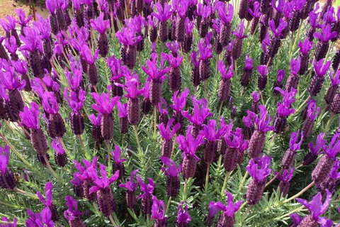 The Green Welly Stop - Accommodation QLD 0