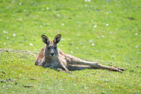 Halls Gap Motel - Accommodation QLD 5
