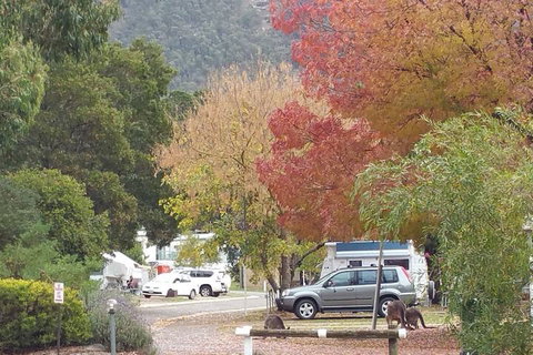 Breeze Holiday Parks - Halls Gap - Accommodation QLD 5