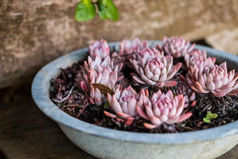 Aggies Bed & Breakfast - Accommodation QLD 3