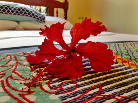 Cow Bay Homestay B & B - Accommodation QLD 5