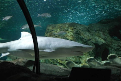 A19 Darling Harbour 2 BDR APT - Accommodation QLD 4