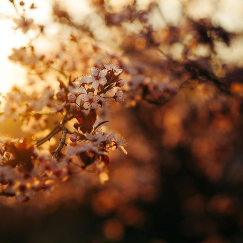 Forest Ave Cottages - Accommodation QLD 5