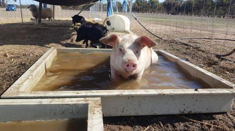 A Better Life Animal Sanctuary FarmStay Private Two Bedrooms Lounge Room & Bathroom & Toilet Shared Kitchen - Accommodation QLD 2