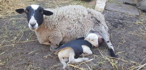 A Better Life Animal Sanctuary FarmStay Private Two Bedrooms Lounge Room & Bathroom & Toilet Shared Kitchen - Accommodation QLD 1
