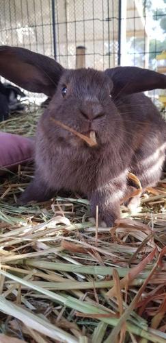 A Better Life Animal Sanctuary FarmStay Private Two Bedrooms Lounge Room & Bathroom & Toilet Shared Kitchen - Accommodation QLD 5