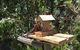 Rosella Cottage Waratah Bay - thumb 1