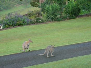 Belle La Vie B & B - Accommodation QLD 5