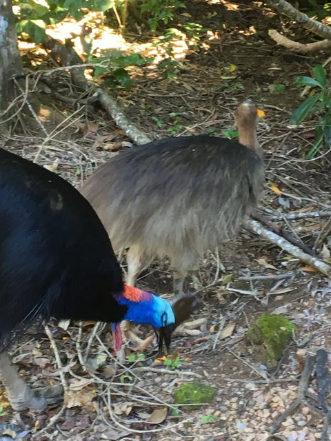 Licuala Lodge - Accommodation QLD 1
