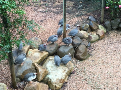Licuala Lodge - Accommodation QLD 4