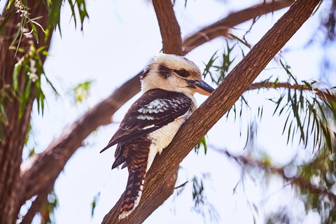 Lorne Foreshore Caravan Park - Accommodation QLD 3