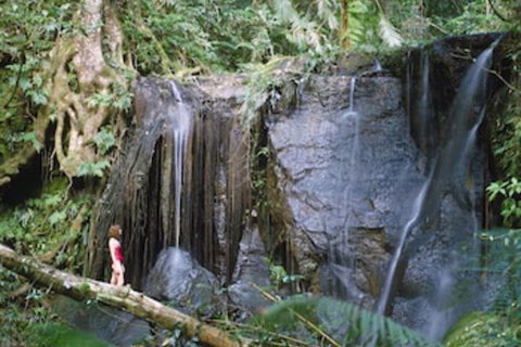 Chambers Wildlife Rainforest Lodges - Accommodation QLD 1