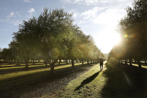 Adina Vineyard - Accommodation QLD 2