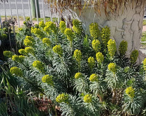 Golden Age Motor Inn Queanbeyan - Accommodation QLD 2