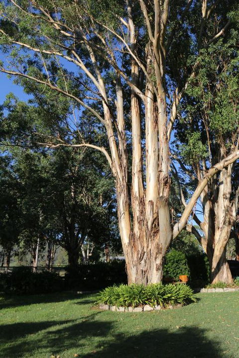 Serendipity On Allyn - Accommodation QLD 5