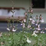 Serendipity On Allyn - Accommodation QLD 1