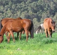 Hill Top Country Guest House - Accommodation QLD