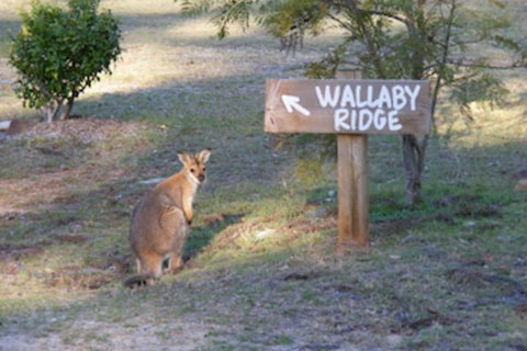 Wallaby Ridge Retreat - Accommodation QLD 0