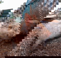 Batchelor Butterfly Farm - Accommodation QLD