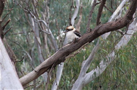 Ingenia Holidays Murray Bend - Accommodation QLD 6