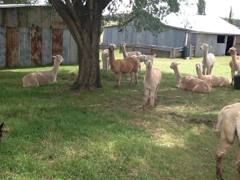 Glen Waverly Farmstay - Accommodation QLD 1