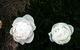 Glen Waverly Farmstay - thumb 5