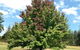 Glen Waverly Farmstay - thumb 2