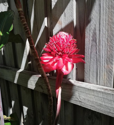 Latania Luxury Villas - Accommodation QLD 0