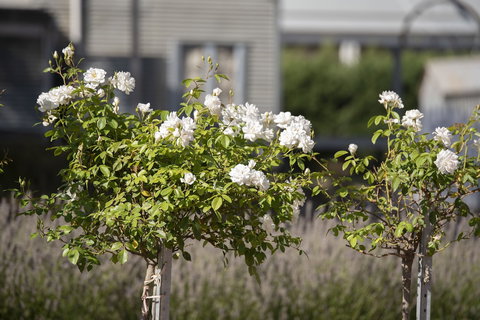 The Nest At Gundaroo - Accommodation QLD 4