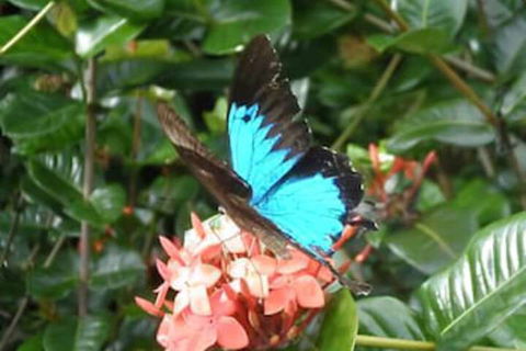 Cairns Crystal Cascades Holiday Park - Accommodation QLD 4