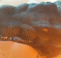 Outback Jack's Bar  Grill - Accommodation QLD