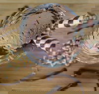 PN's Daily Scoop - Accommodation QLD