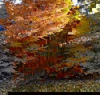 Stella Kitchen Chinese Take Away - Accommodation QLD