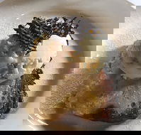 The Magpie Cafe - Accommodation QLD