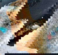 Foster's Bakery - Accommodation QLD