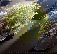 Wonderlust Cafe - Accommodation QLD