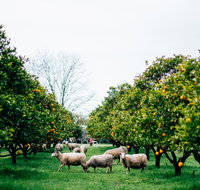 Cambray Cheese Farm Shop - Accommodation QLD