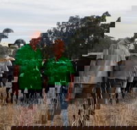 Milawa Organic Beef - Accommodation QLD