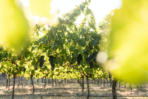 Sandalford Wines - Margaret River - Accommodation QLD 2