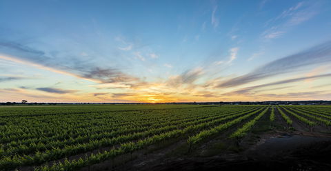 Atze's Corner Wines - Accommodation QLD 2