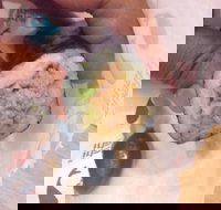 La Porchetta Colac - Colac - Accommodation QLD