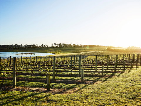 Wine Terrace And Cellar Door At Pt Leo Estate - Accommodation QLD 0