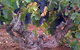 John Duval Wines - thumb 2