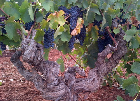 John Duval Wines - Accommodation QLD 2